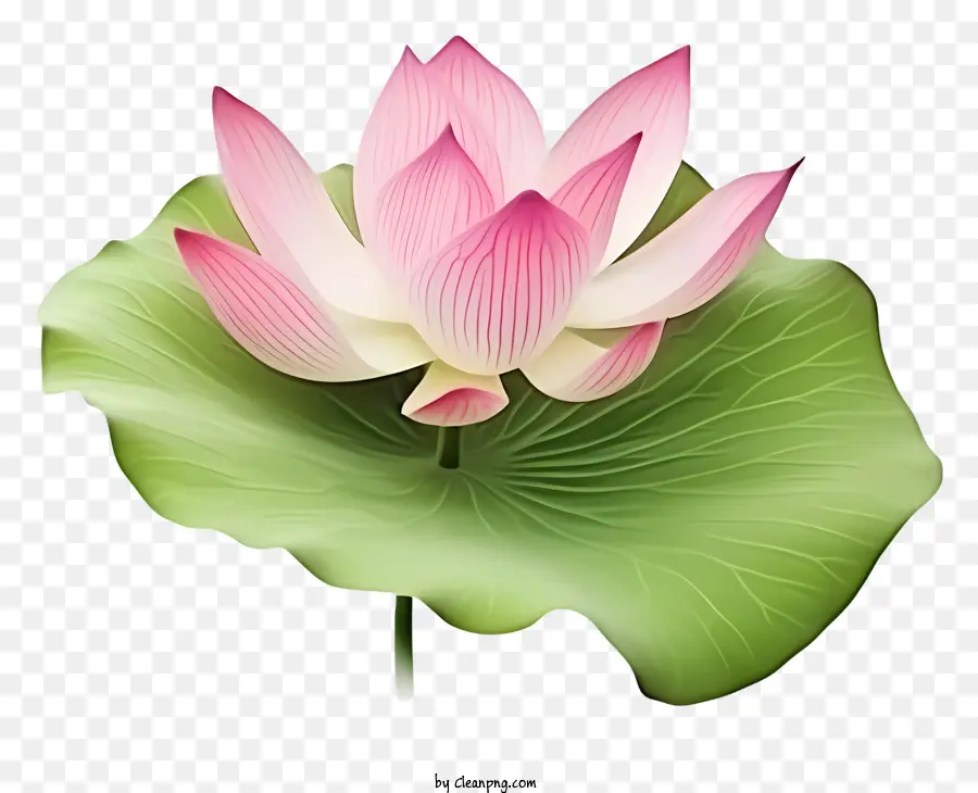 Flor De Loto，Pétalos De Rosa PNG