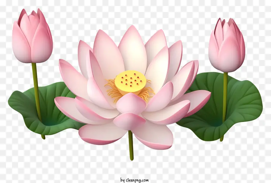 Flor De Loto Rosa，Hojas Verdes PNG