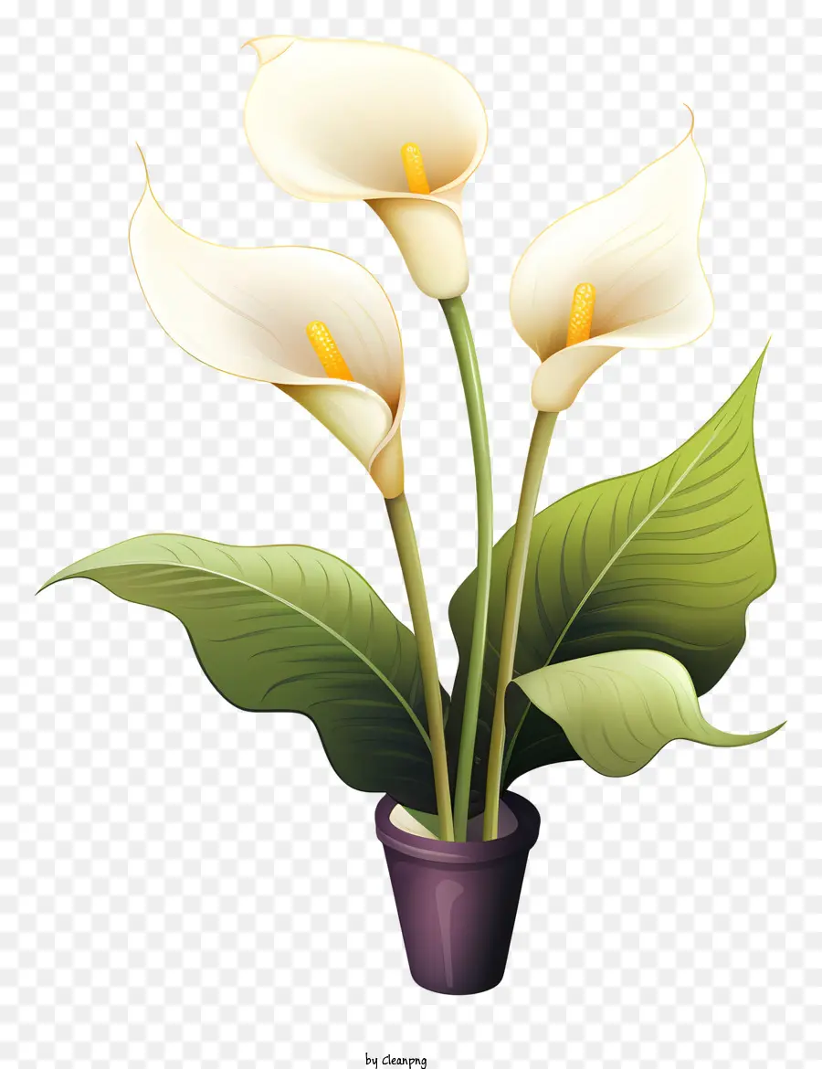 Lirio Blanco，Planta En Maceta PNG