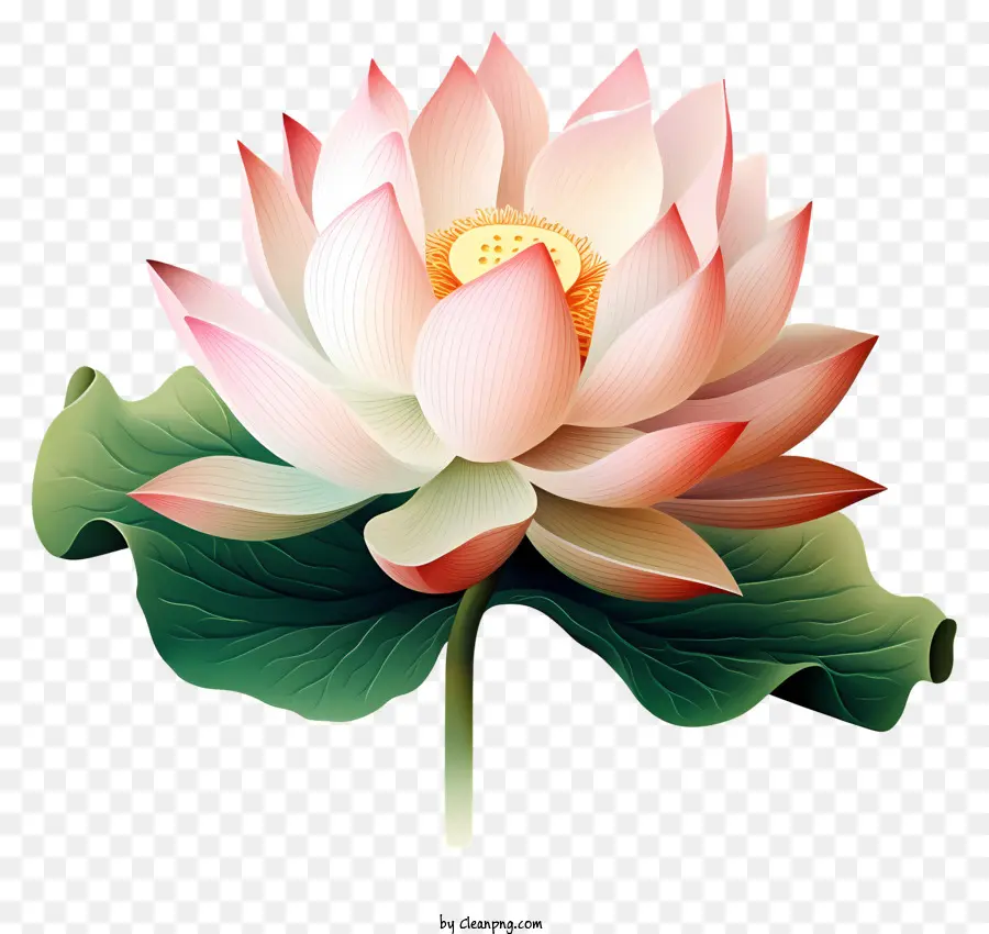 Flor De Loto，Naturaleza PNG