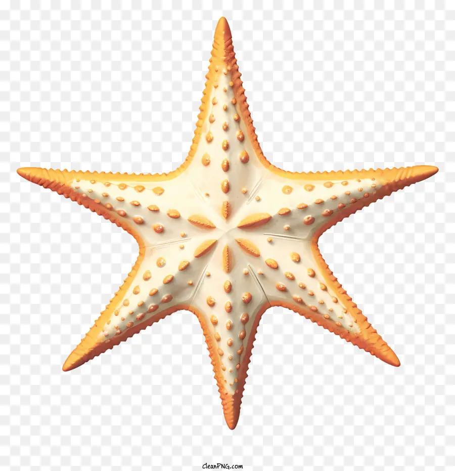 Estrella De Mar，Mar PNG