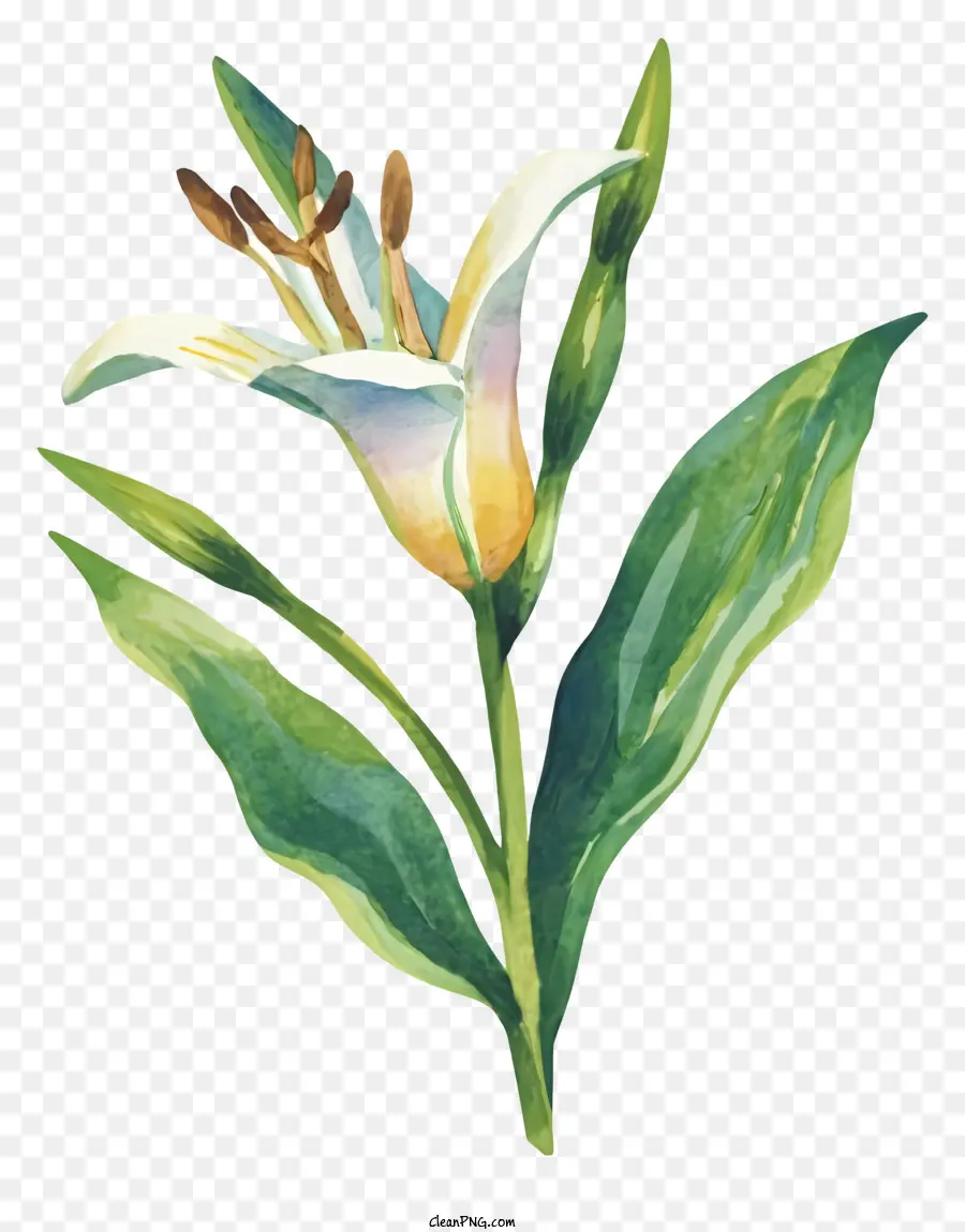 Pintura A La Acuarela，Flor De Lis PNG