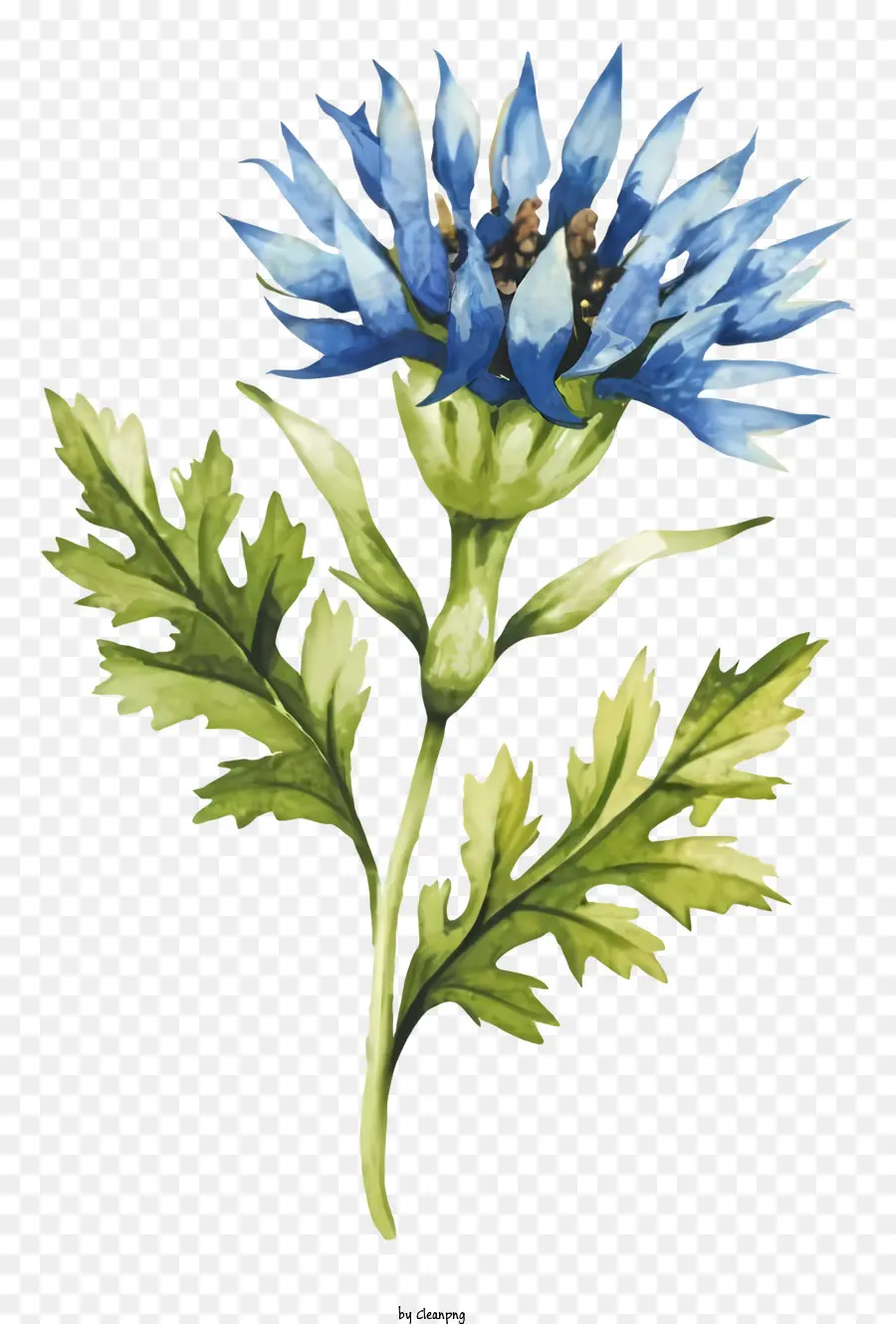 Watercolor Flower，Ilustración De Flores Azules PNG