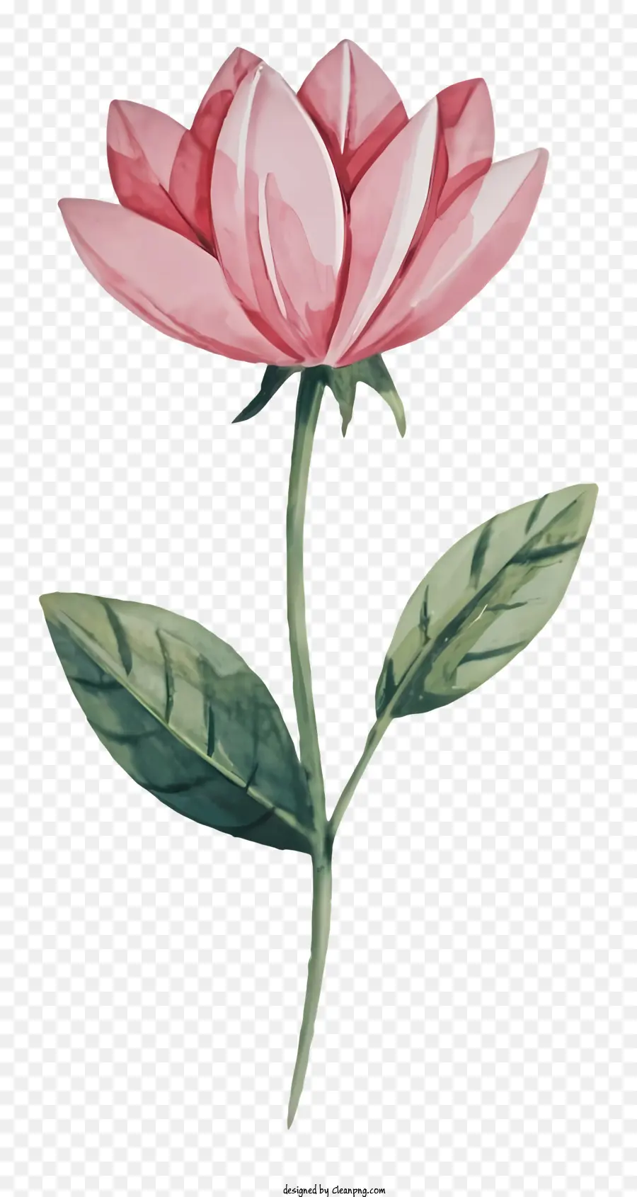 Flor Rosa，Pintura A La Acuarela PNG