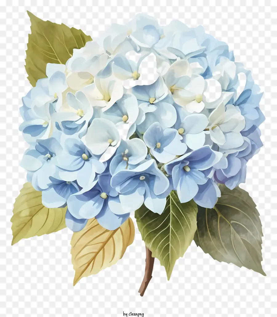 Hortensia，Azul Hortensia PNG
