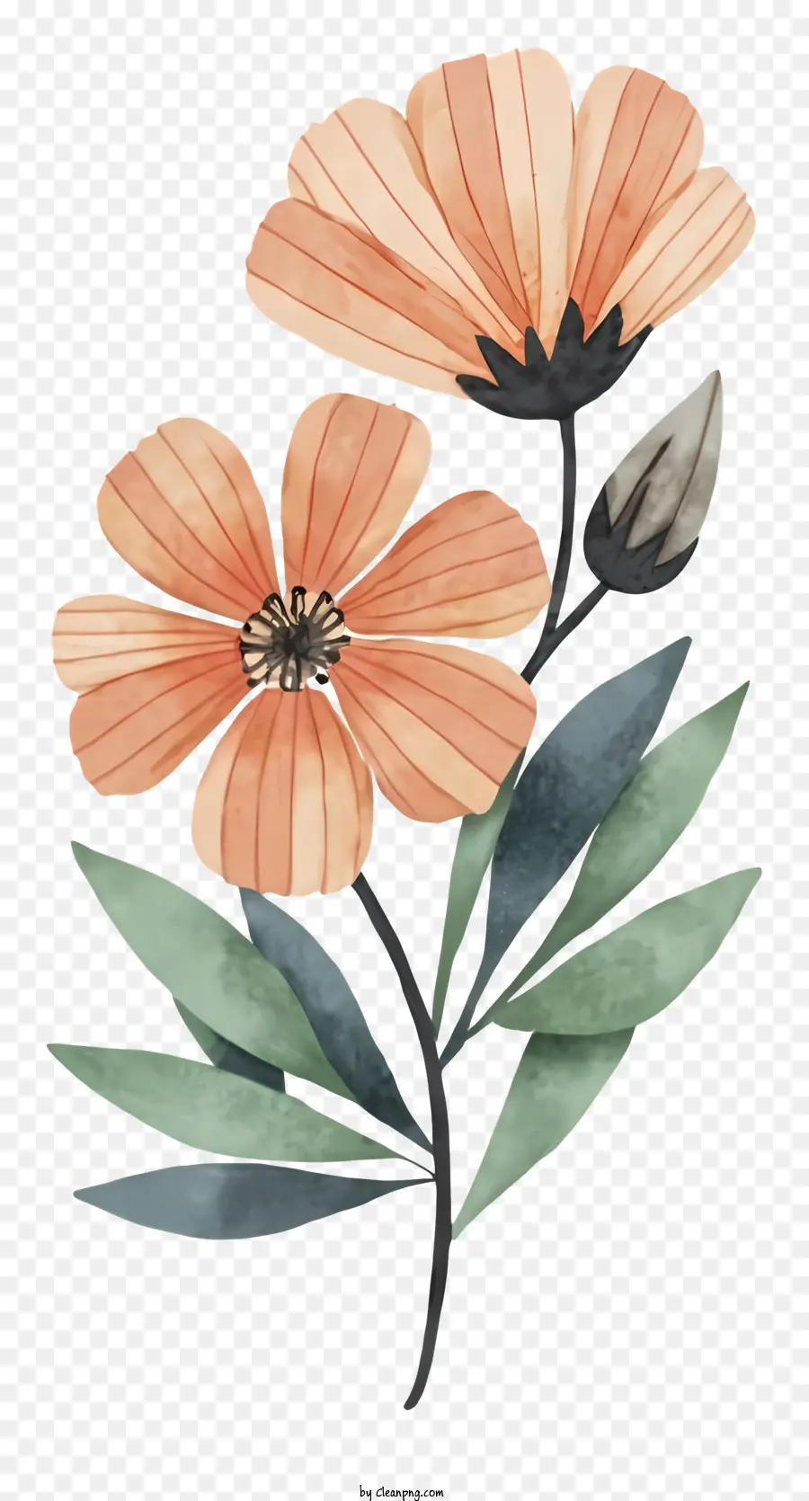 Ilustración Acuarela，Flores PNG