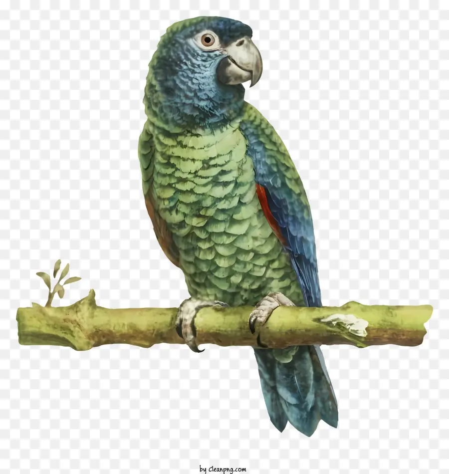 Loro Verde，Pintura PNG