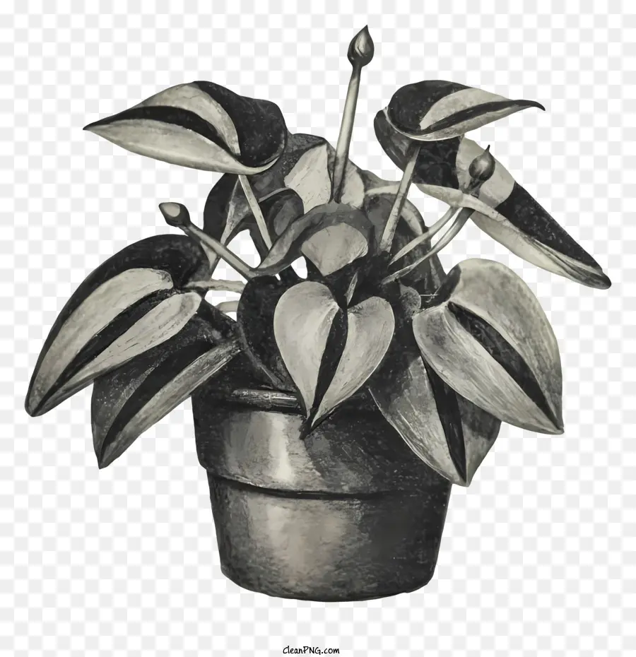 Planta En Maceta，Hojas PNG