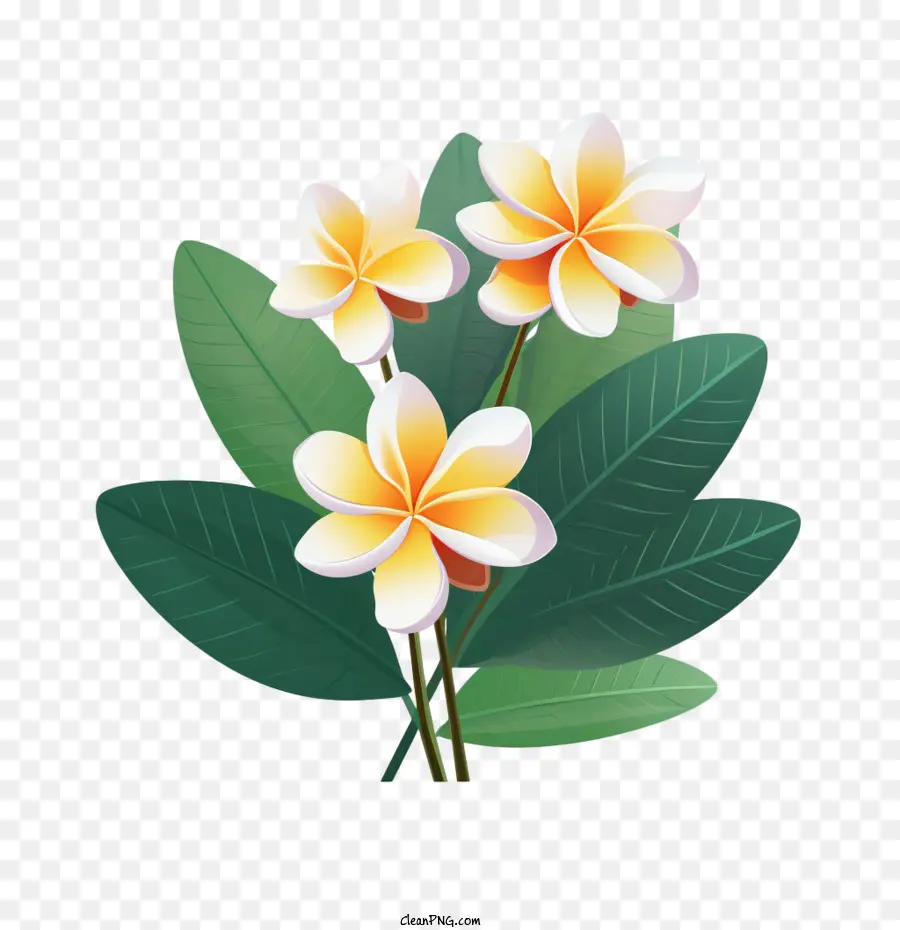 Flor De Plumeria，Flores De Azahar PNG