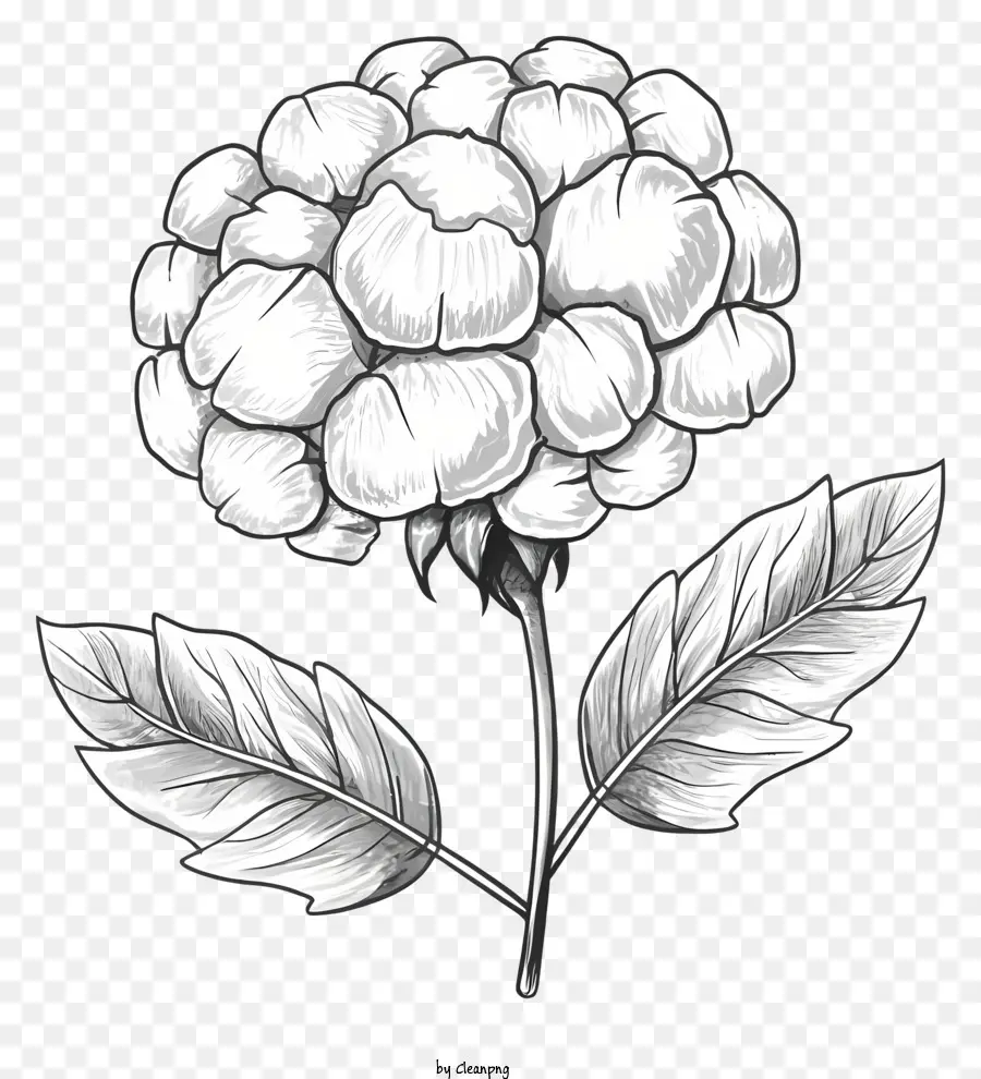 Flor De Algodón，Handdrawn Ilustración PNG