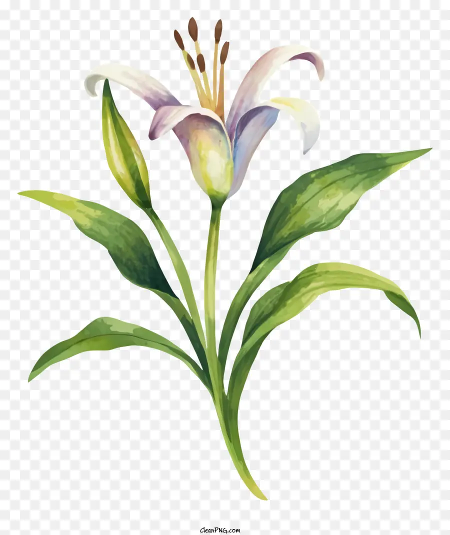 Lirio Blanco，Florero PNG