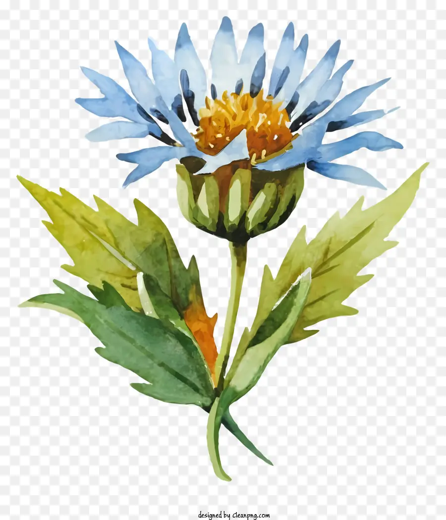 Flor Azul，Ilustración Acuarela PNG