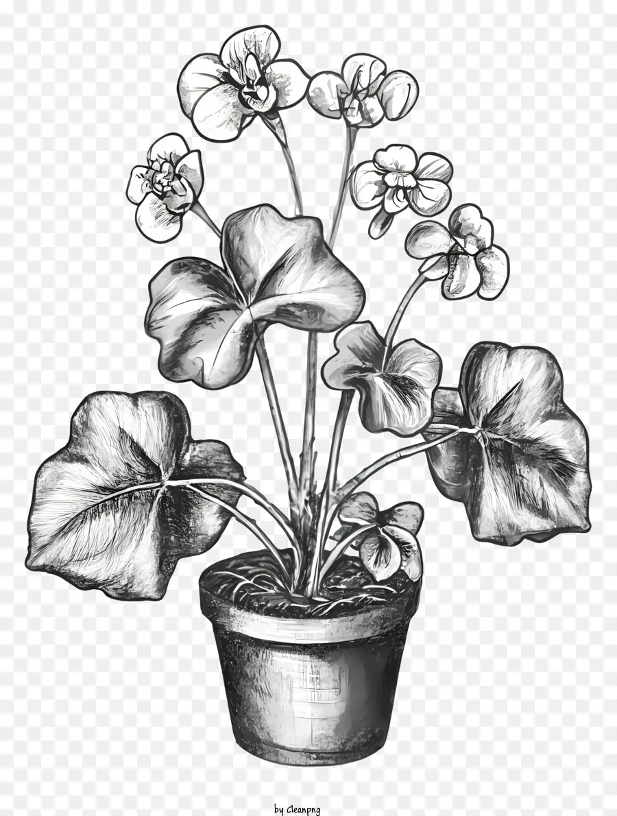 Dibujo En Blanco Y Negro，Planta En Maceta PNG