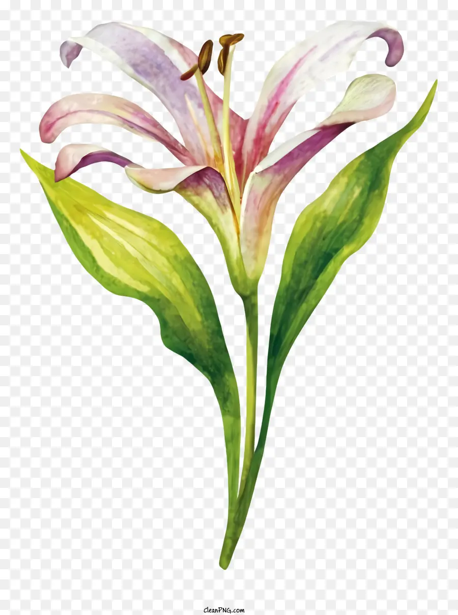 Pintura De Acuarela，Flores De Acuarela PNG