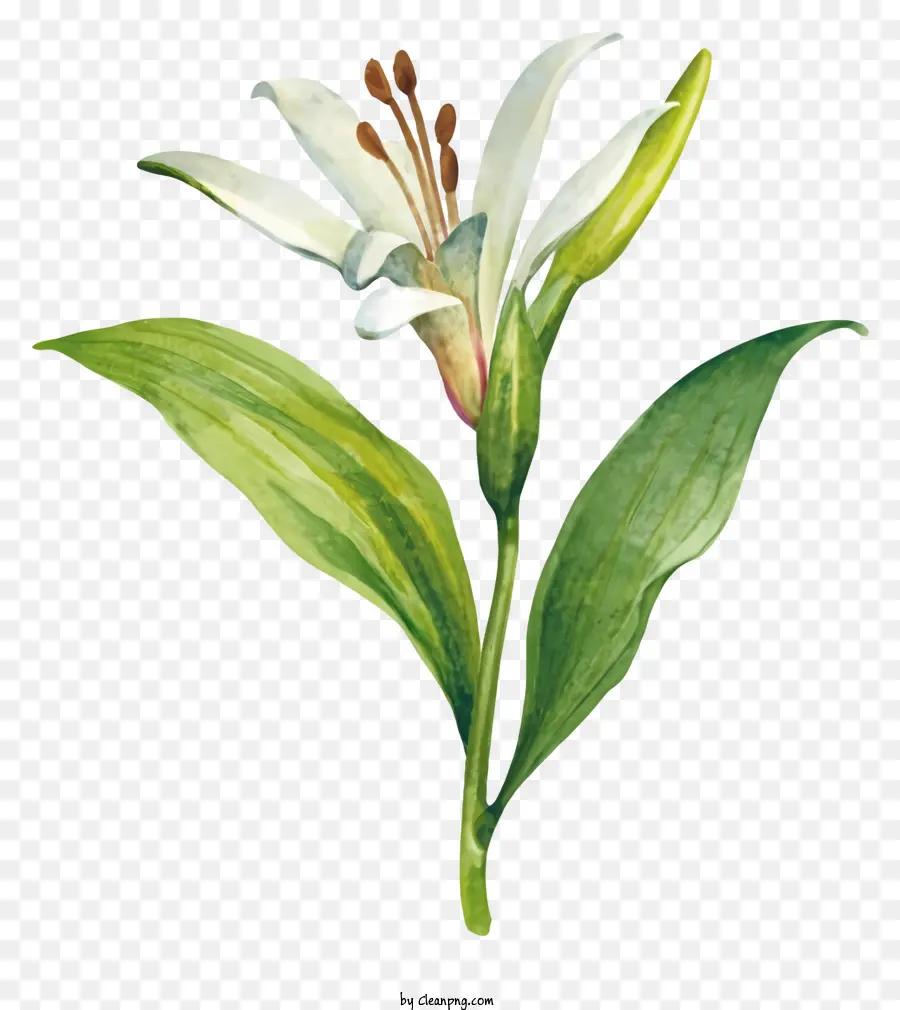 Planta De Lirio Blanco，Lirio De Acuarela PNG