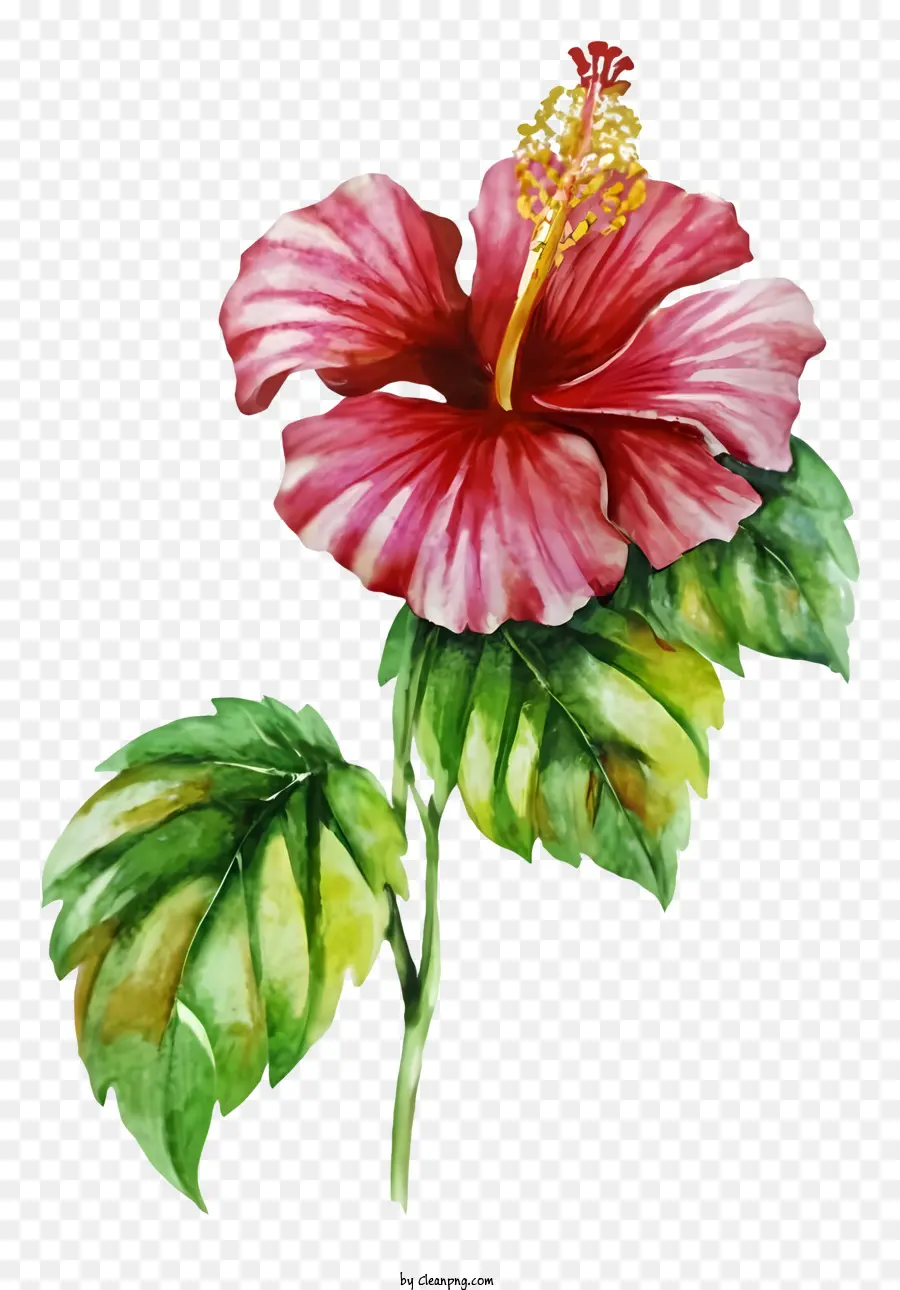 Flor De Hibisco Rojo，Hojas Verdes PNG