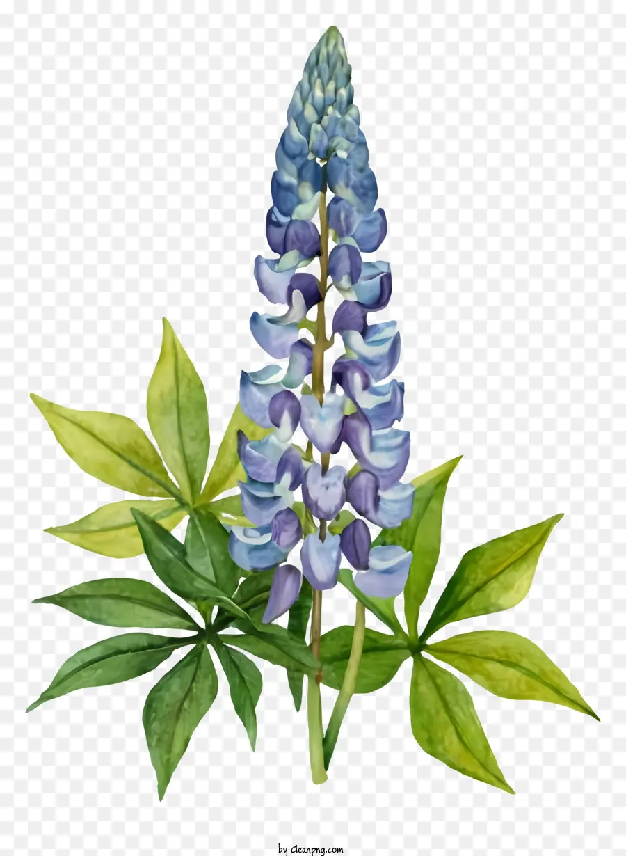 Flor De Lupino，Flor De Lupino Azul PNG