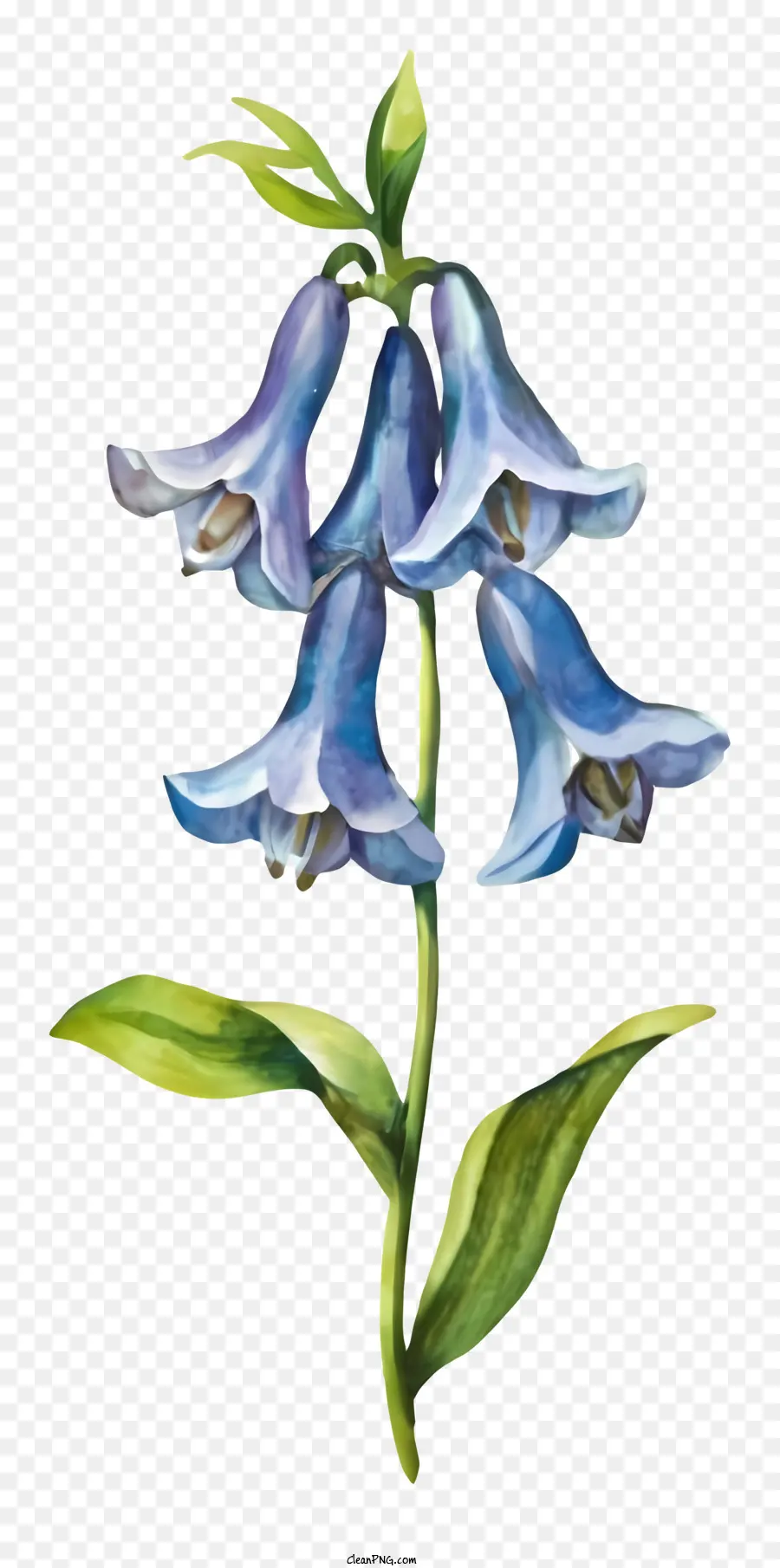 Flor Azul，Flor De Campanilla PNG