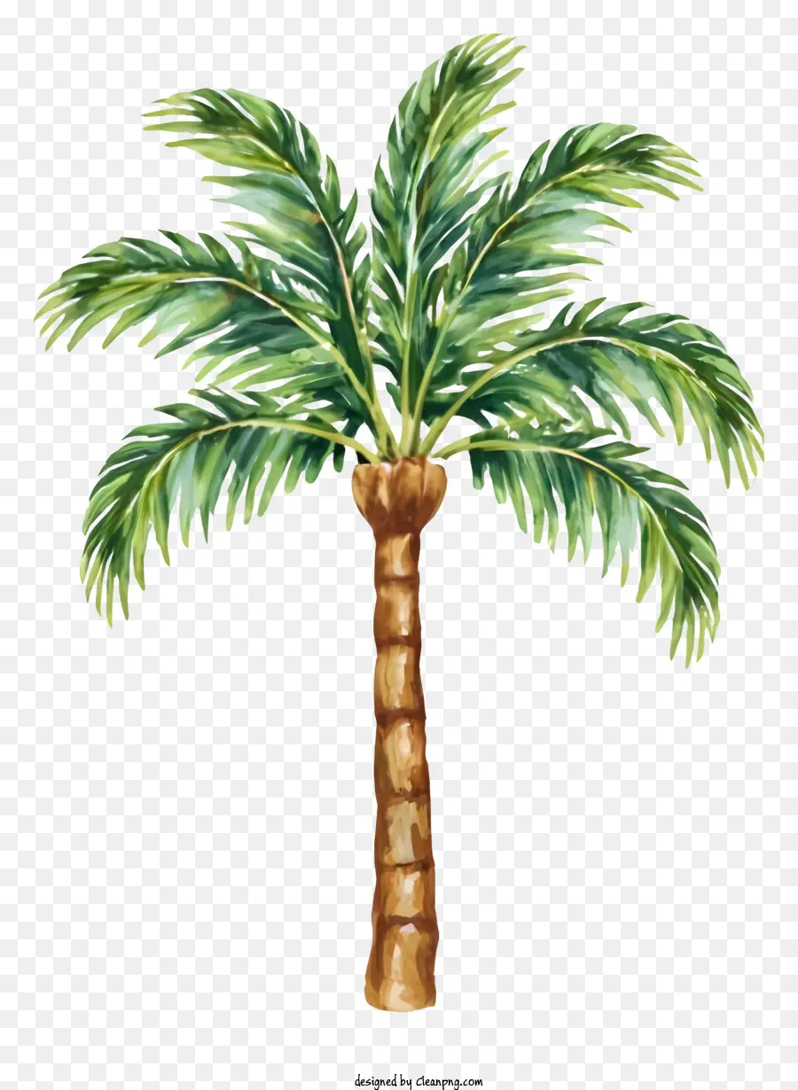 Palmera，Tropical PNG