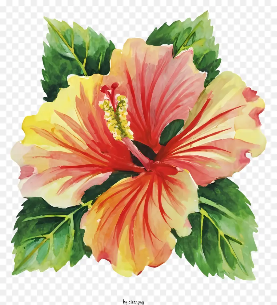 Acuarela，Hibisco PNG