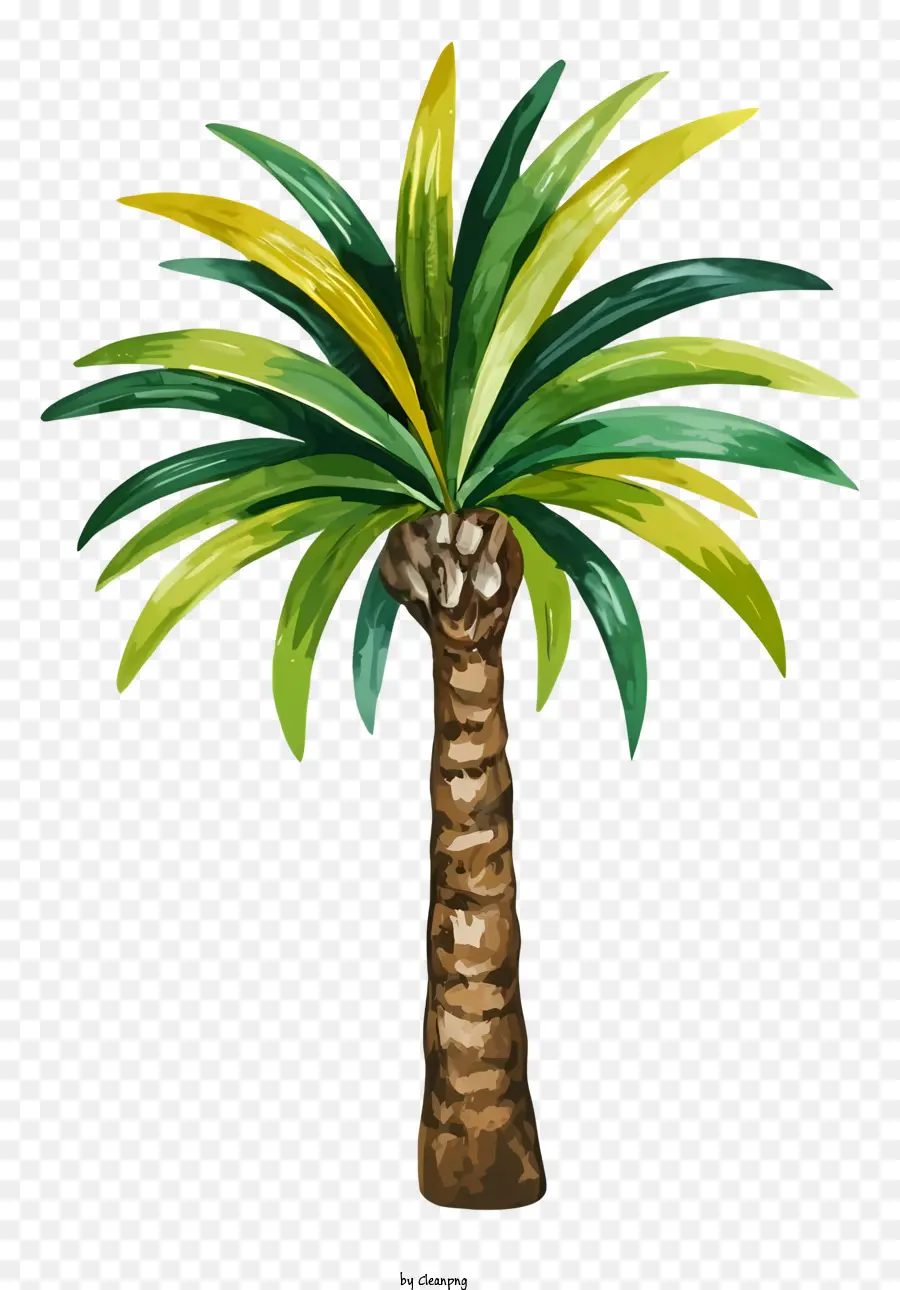 Palmera，Handpainted PNG