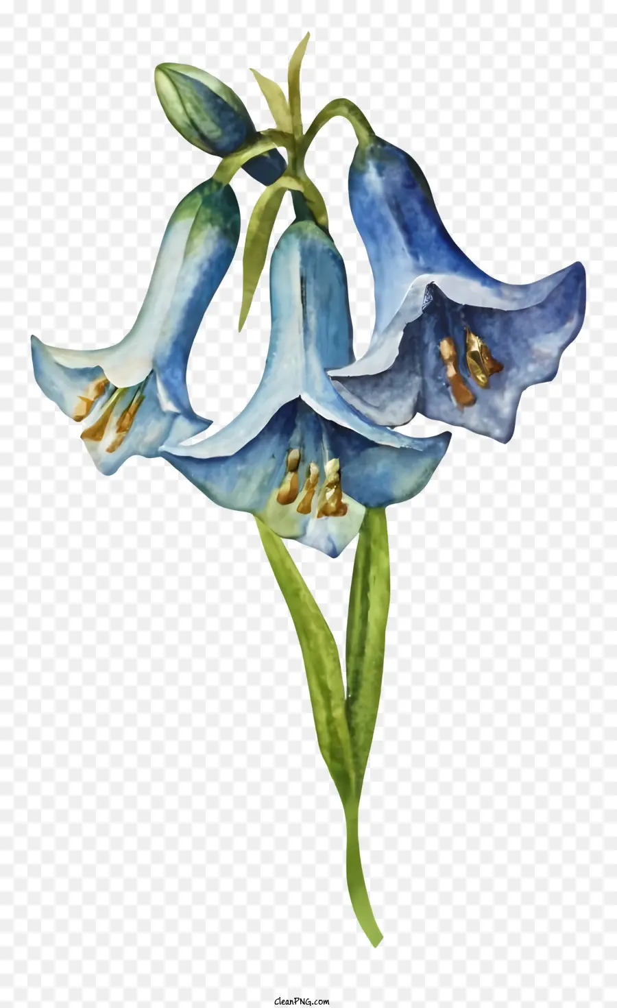 Pintura A La Acuarela，Blue Bellflowers PNG