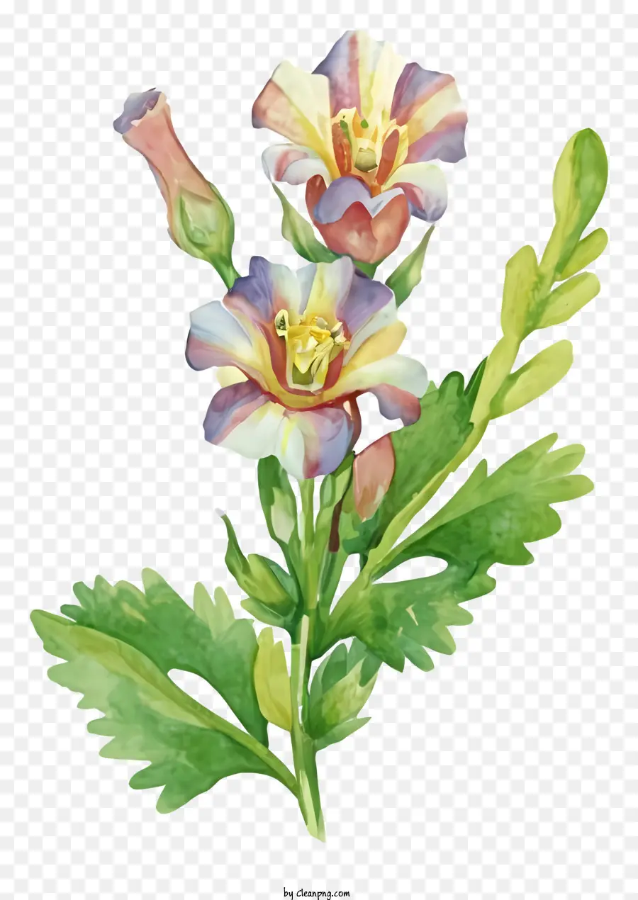 Pintura De Acuarela，Flor PNG