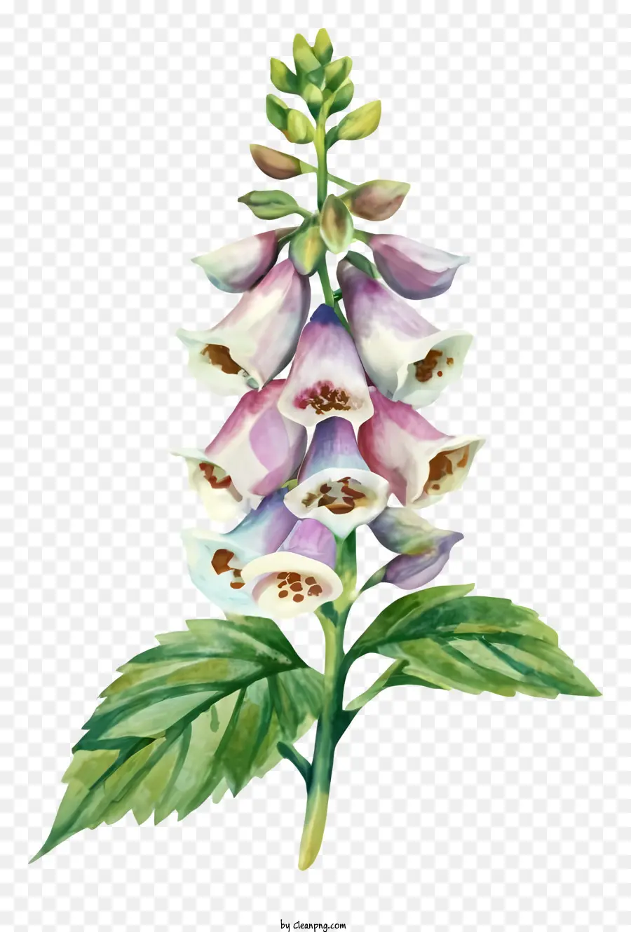 Pintura A La Acuarela，Flor De Hollyhock PNG