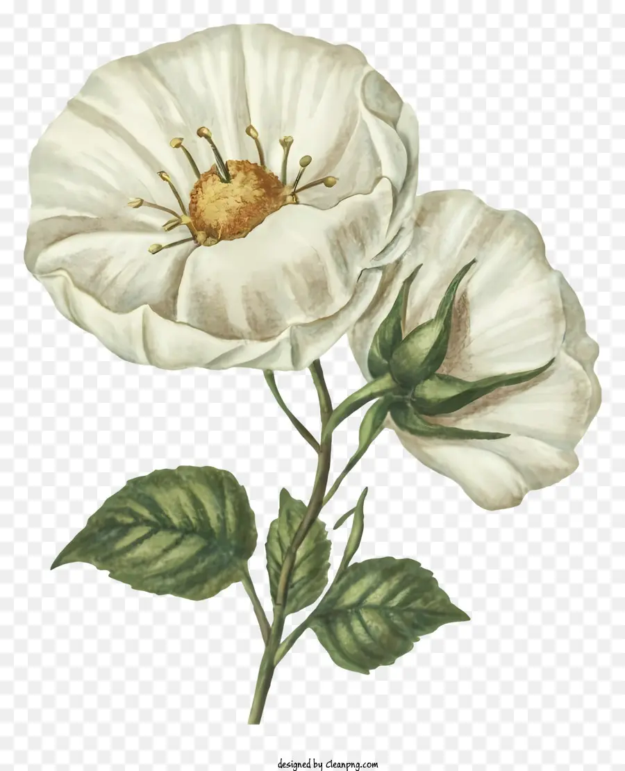 Flor Blanca，Black Background PNG