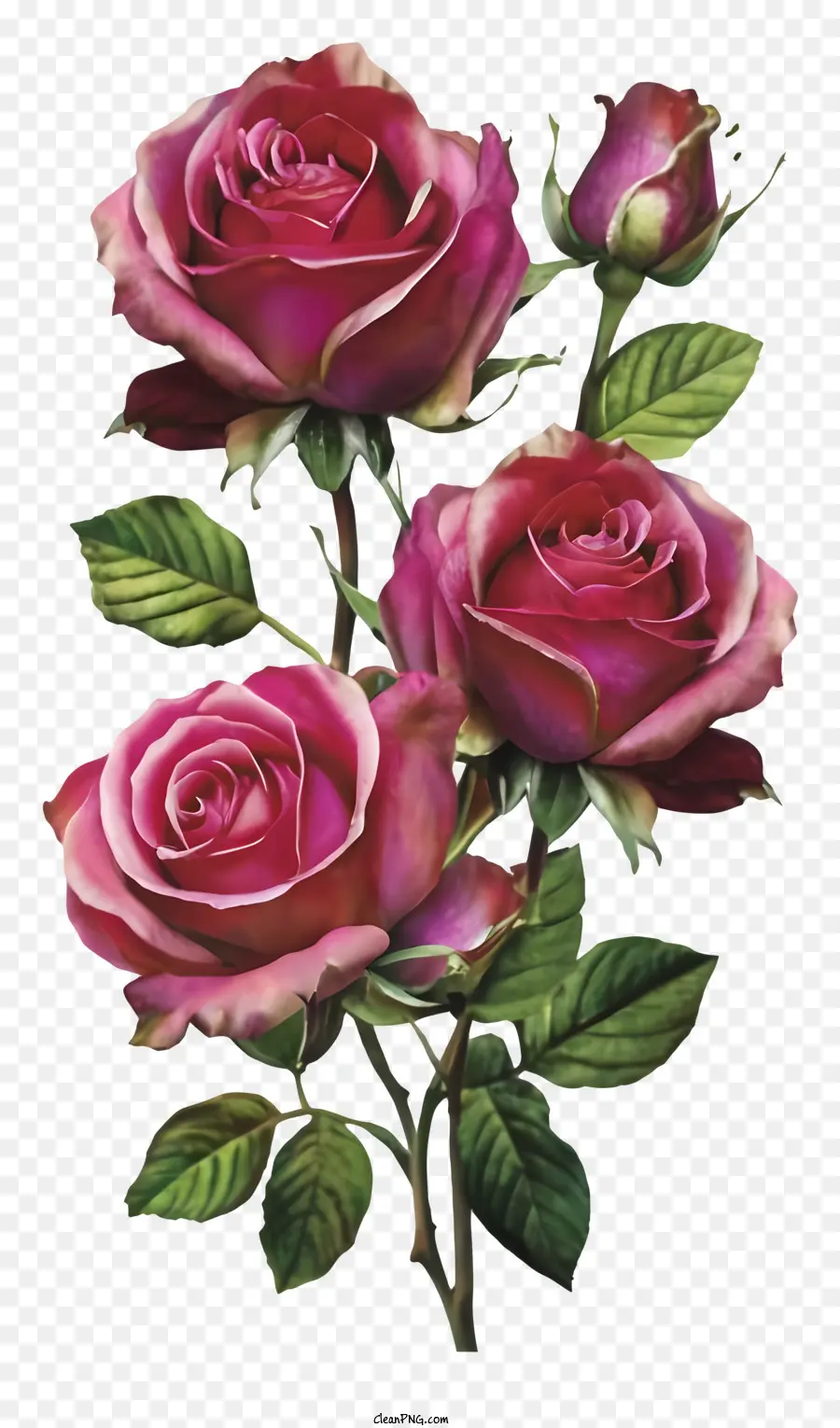 Rosas Rosadas，Rosas PNG