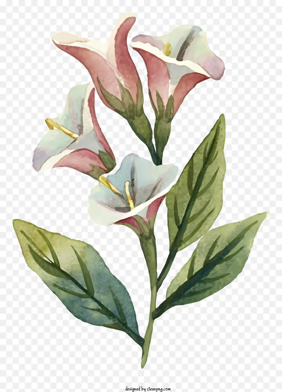 Pintura A La Acuarela，El Rosa Y El Blanco De La Flor PNG