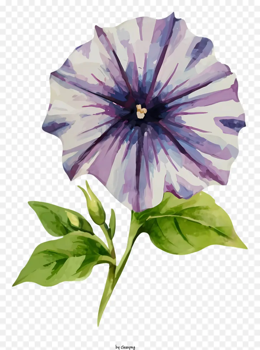 Flor De Gloria De La Mañana，Flor Morada PNG