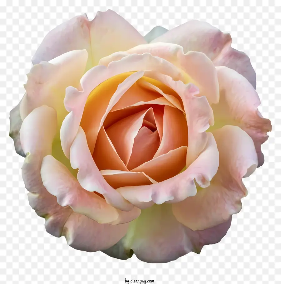 Rosa Rosa，Plena Floración PNG