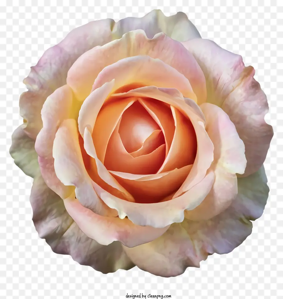 Rosa Rosa，Black Background PNG