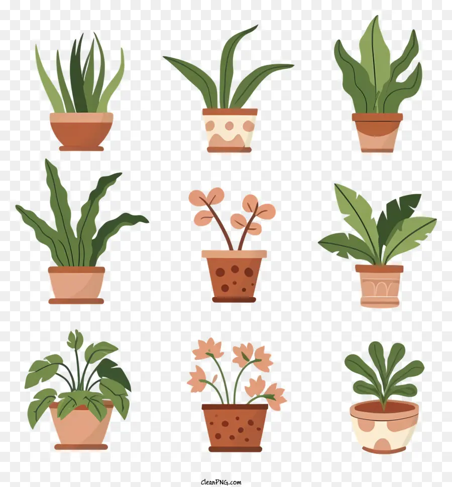 Recolección De Plantas，Los Helechos PNG