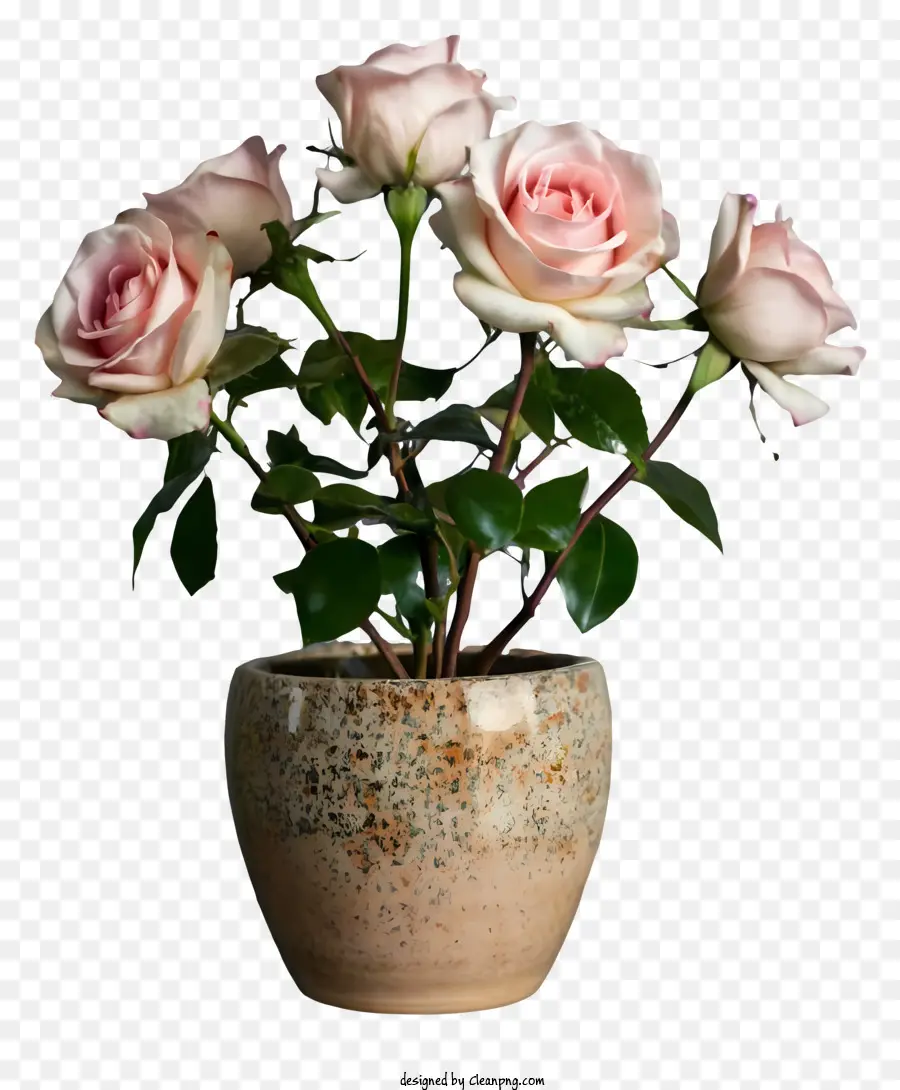 Rosas De Color Rosa，Pequeño Florero PNG