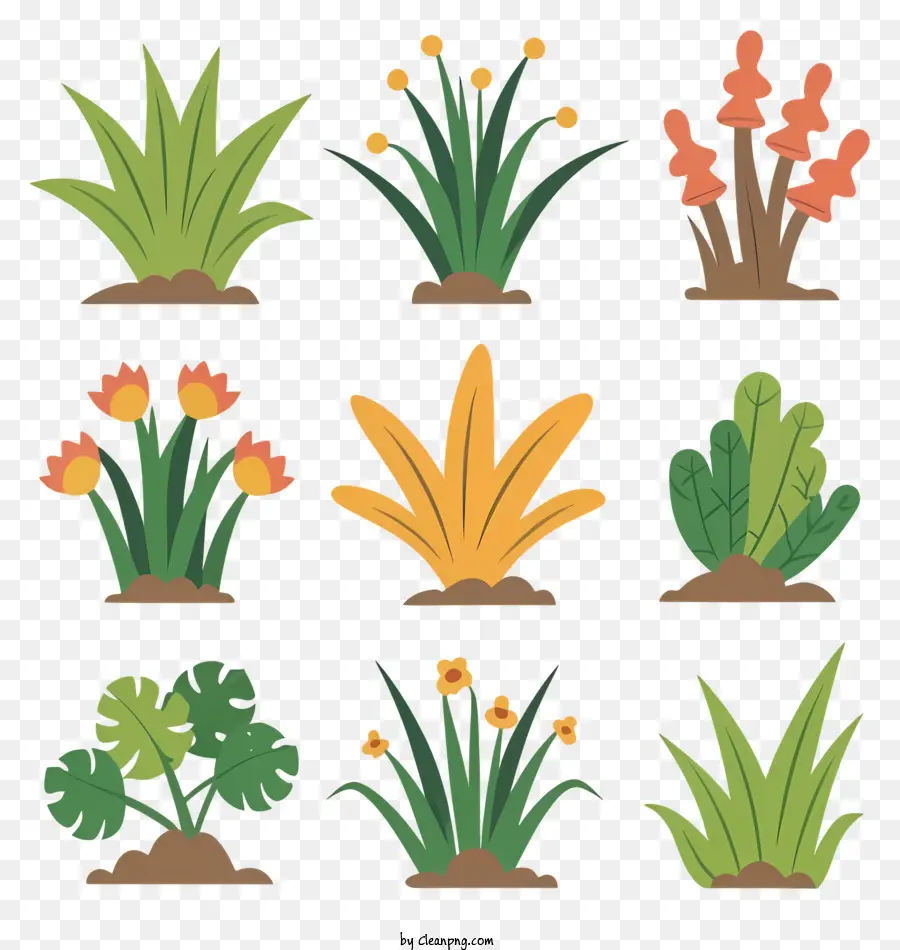 Plantas Florales，Varias Plantas PNG