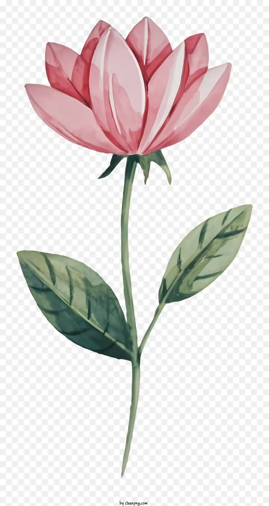 Flor Rosa，Flor PNG