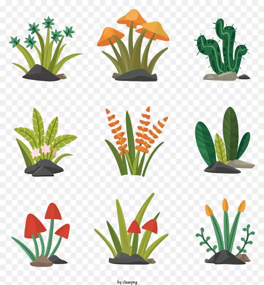 Las Plantas，Cacti PNG