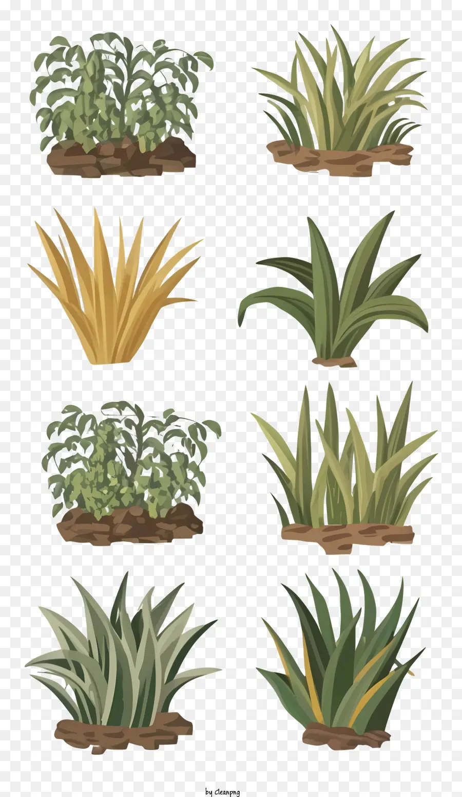 Las Plantas，Tipos De Plantas PNG