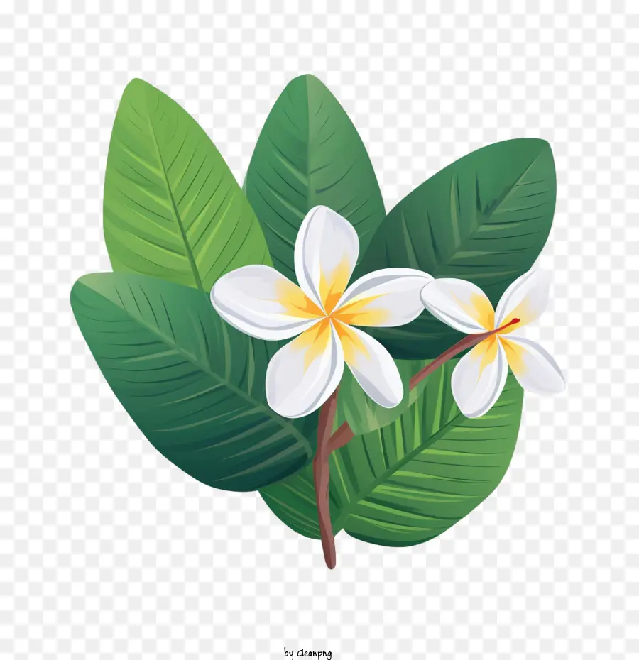 Flor De Plumeria，Flores Blancas PNG