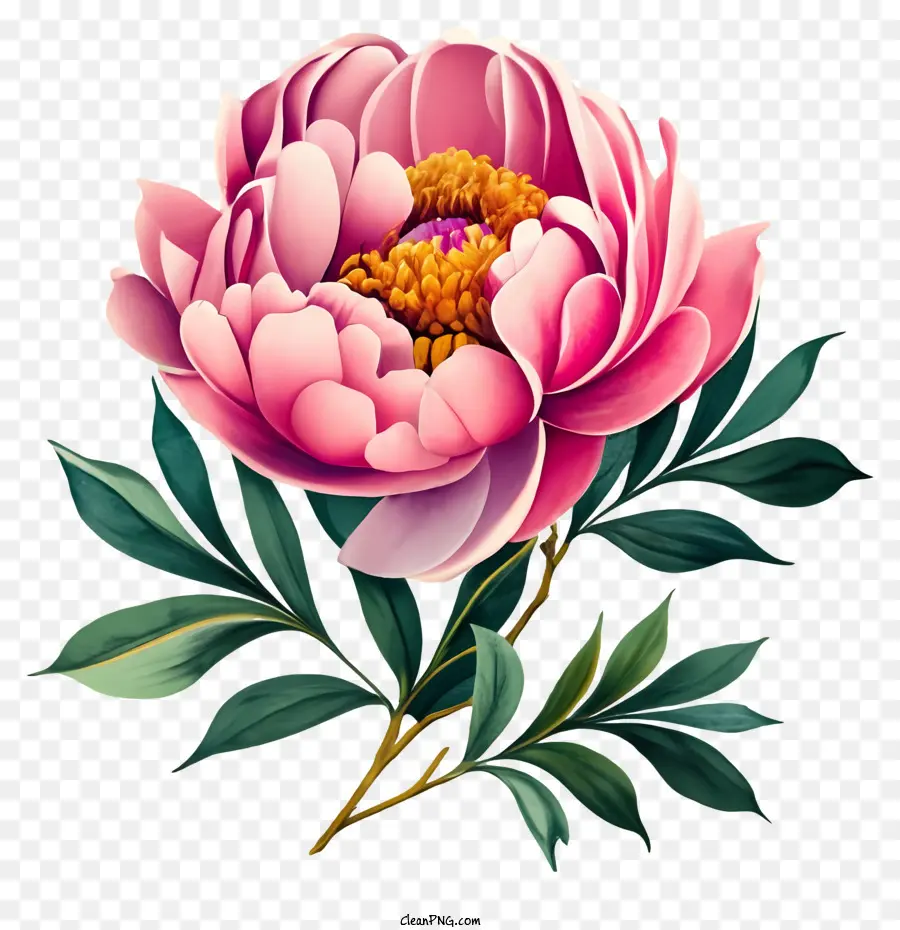 Peonía Rosa，Flower Painting PNG