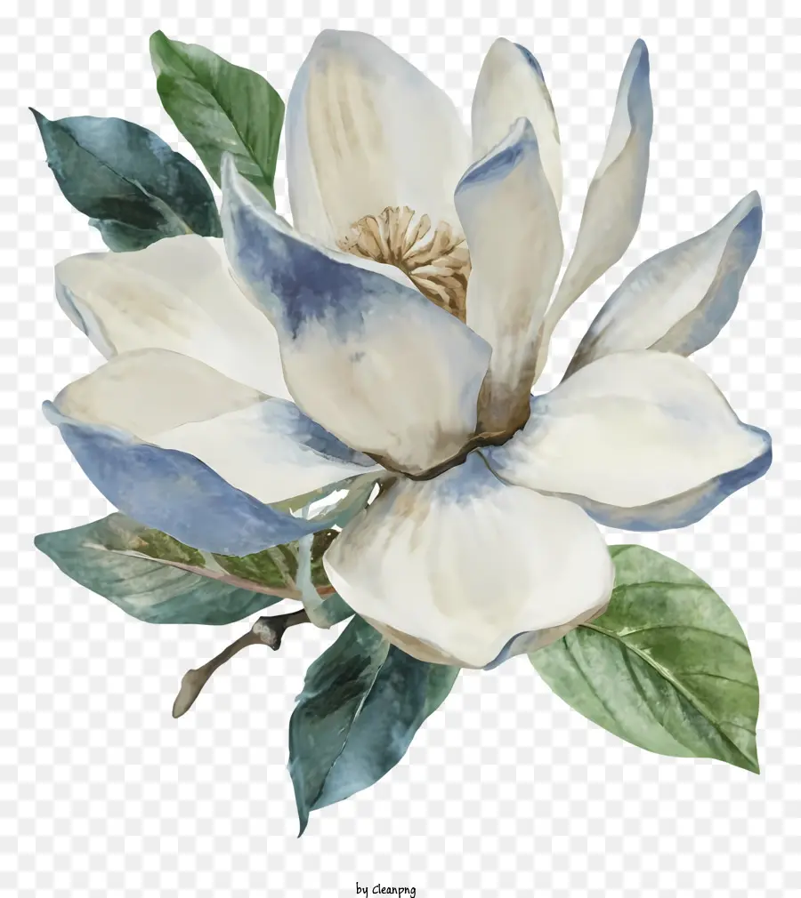 Ilustración Acuarela，Flor Blanca Grande PNG