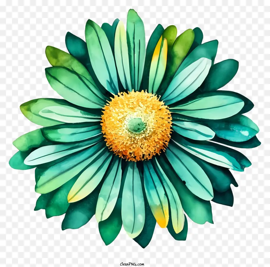 Flor De Margarita，Flor Colorida PNG