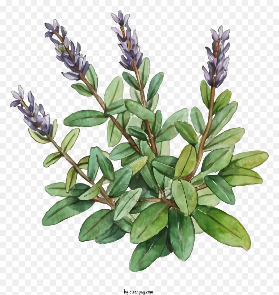 La Planta De La Lavanda，Flores De Color Púrpura PNG