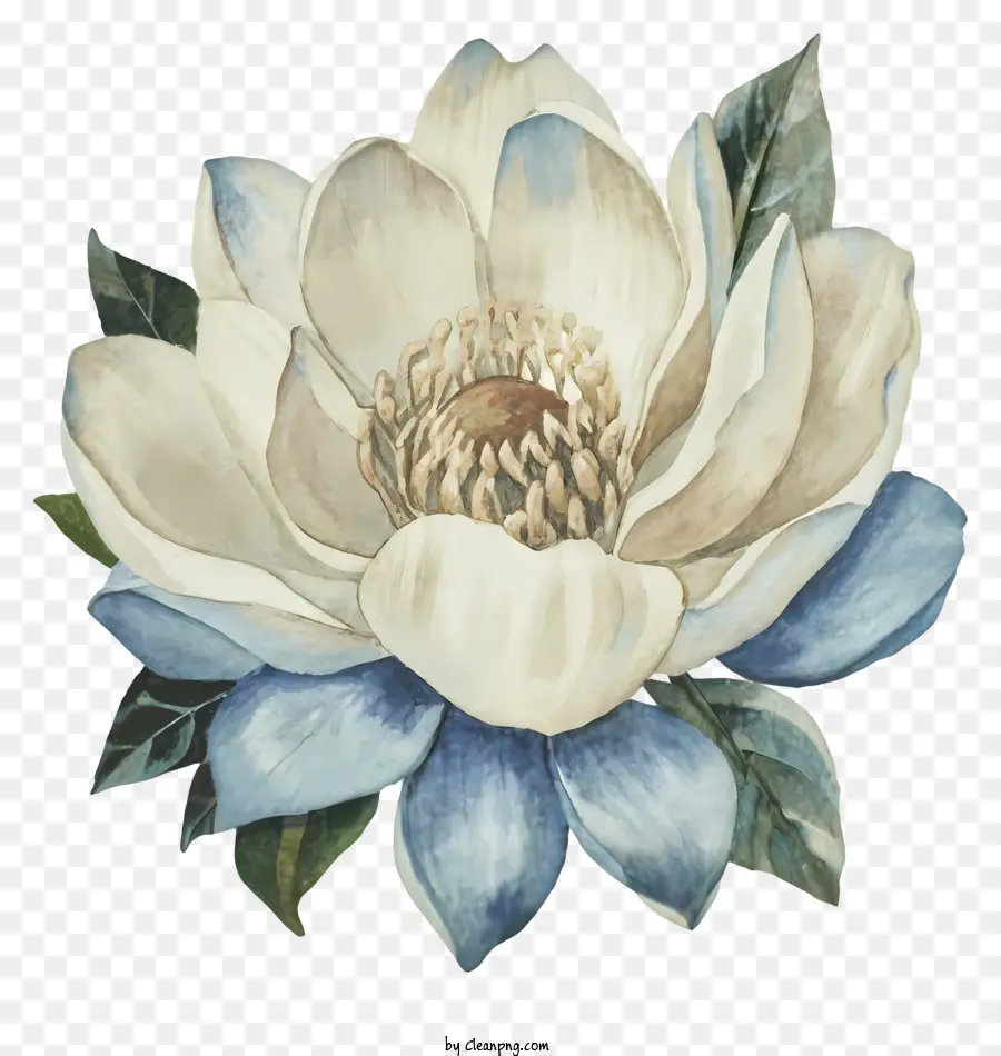 Pintura A La Acuarela，Flor Blanca PNG