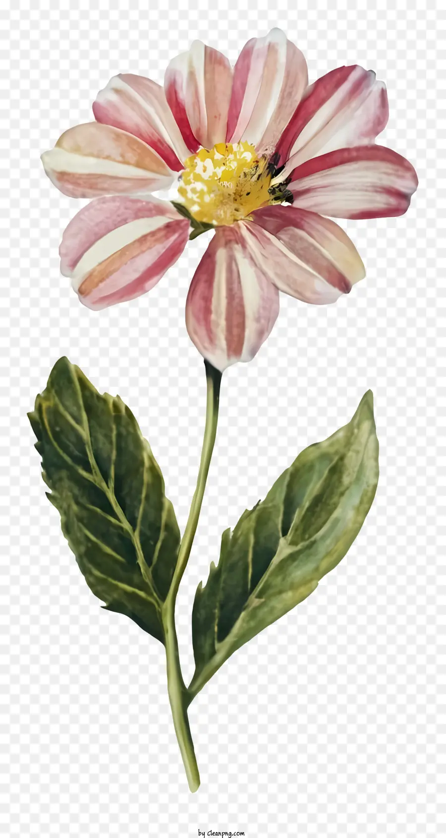 Pintura A La Acuarela，Flor Rosa PNG