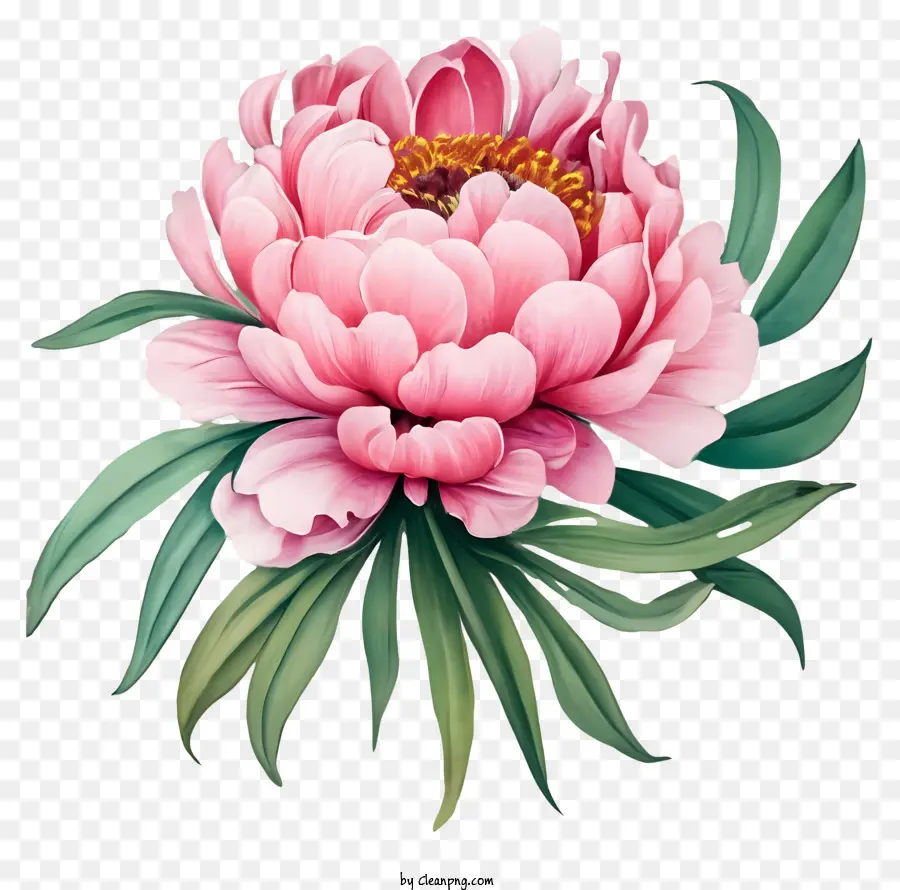 Peonía Rosa，Flores De Peonía PNG