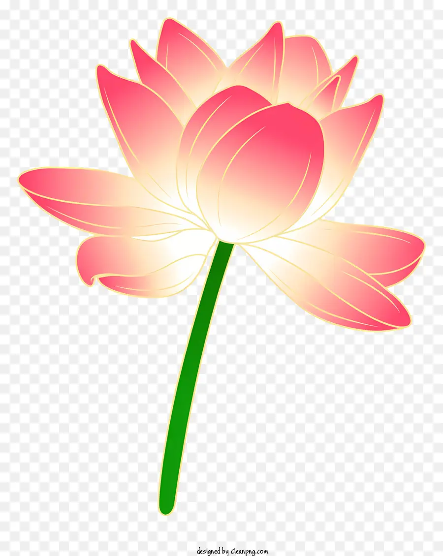 Flor De Loto，Loto De Color Rosa PNG