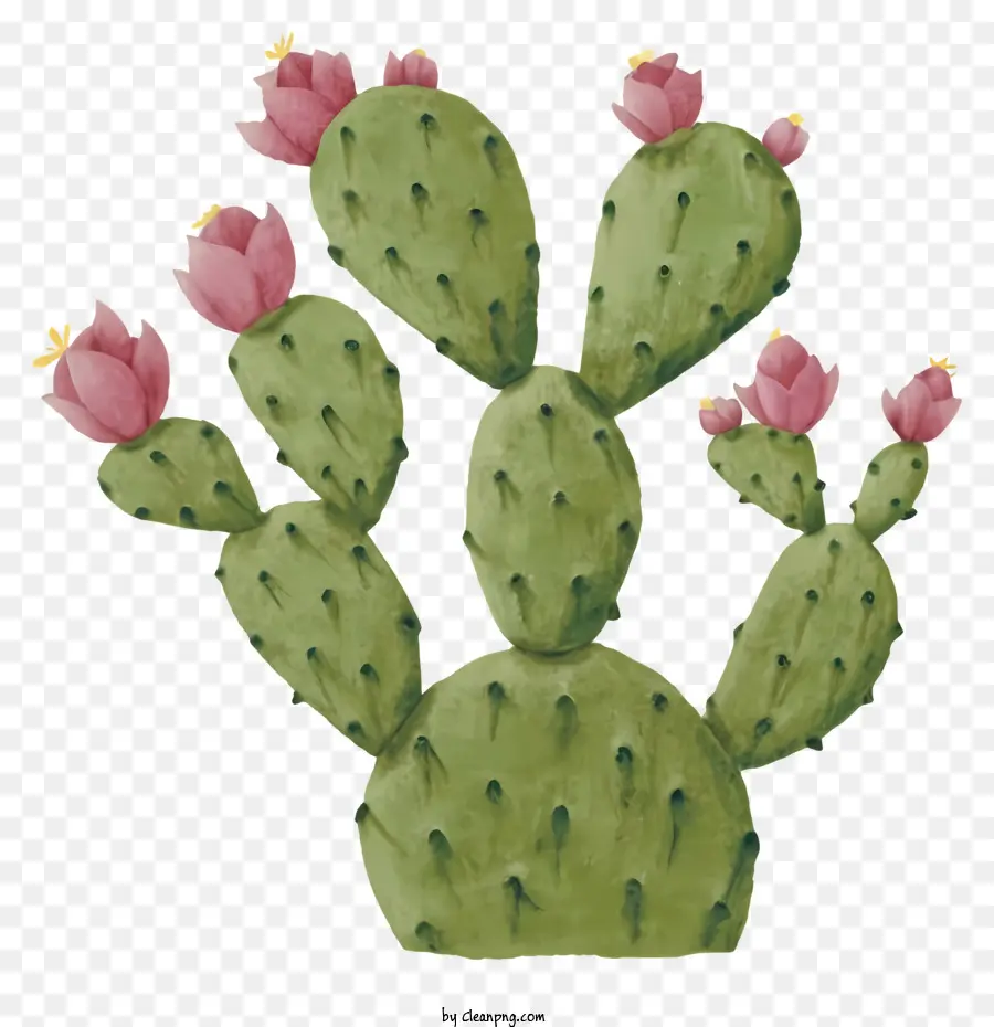 Cactus，Flores De Color Rosa PNG